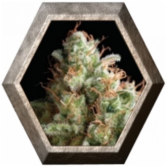 American Pie 1 semilla Pyramid Seeds PYRAMID SEEDS PYRAMID SEEDS