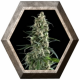 Amnesia Gold 1 semilla Pyramid Seeds PYRAMID SEEDS PYRAMID SEEDS