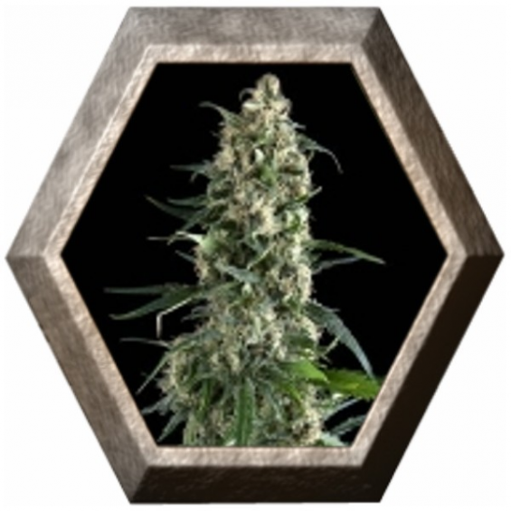 Amnesia Gold 1 semilla Pyramid Seeds PYRAMID SEEDS PYRAMID SEEDS