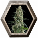 Amnesia Gold 1 semilla Pyramid Seeds