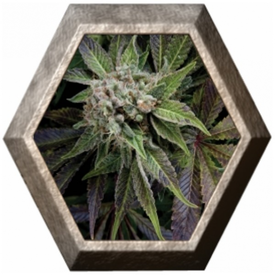 Auto Blue Pyramid 1 semilla Pyramid Seeds PYRAMID SEEDS PYRAMID SEEDS