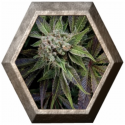 Auto Blue Pyramid 1 semilla Pyramid Seeds