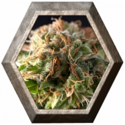 Fresh Candy 1 semilla Pyramid Seeds PYRAMID SEEDS PYRAMID SEEDS