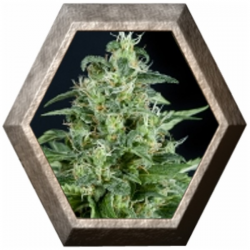 Kryptonite 1 semilla Pyramid Seeds PYRAMID SEEDS PYRAMID SEEDS