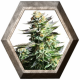 Amnesia Haze 1 semilla Royal Queen Seeds ROYAL QUEEN SEEDS ROYAL QUEEN SEEDS