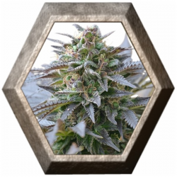 Blue Mystic 1 semilla Royal Queen Seeds ROYAL QUEEN SEEDS ROYAL QUEEN SEEDS