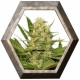 Bubblegum XL 1 semilla Royal Queen Seeds ROYAL QUEEN SEEDS ROYAL QUEEN SEEDS