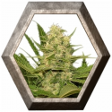 Bubblegum XL 1 semilla Royal Queen Seeds