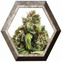 Candy Kush Express Fast Version 1 semilla  Royal Queen Seeds