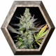 Critical 1 semilla Royal Queen Seeds ROYAL QUEEN SEEDS ROYAL QUEEN SEEDS