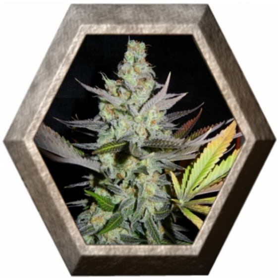 Critical 1 semilla Royal Queen Seeds ROYAL QUEEN SEEDS ROYAL QUEEN SEEDS