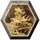 Easy Bud Auto 1 semilla Royal Queen Seeds ROYAL QUEEN SEEDS ROYAL QUEEN SEEDS