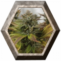 Fruit Spirit 1 semilla Royal Queen Seeds