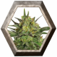 Haze Berry 1 semilla Royal Queen Seeds ROYAL QUEEN SEEDS ROYAL QUEEN SEEDS