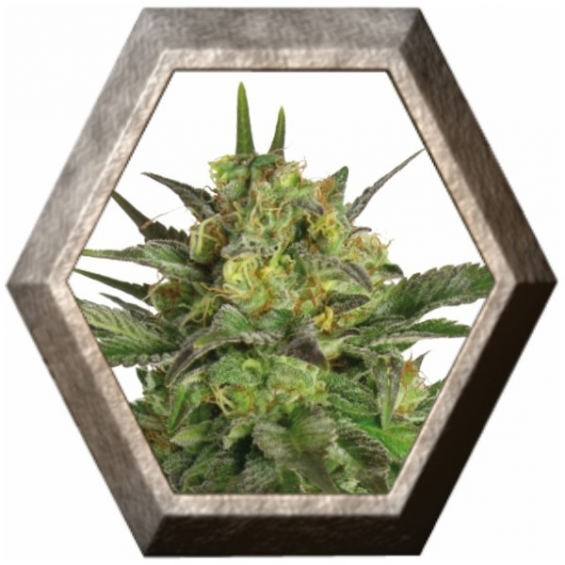 Haze Berry 1 semilla Royal Queen Seeds ROYAL QUEEN SEEDS ROYAL QUEEN SEEDS