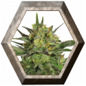 Haze Berry 1 semilla Royal Queen Seeds