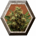 Ice 1 semilla Royal Queen Seeds
