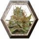 Kali Dog 1 semilla Royal Queen Seeds