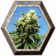 Northern Light 1 semilla Royal Queen Seeds ROYAL QUEEN SEEDS ROYAL QUEEN SEEDS