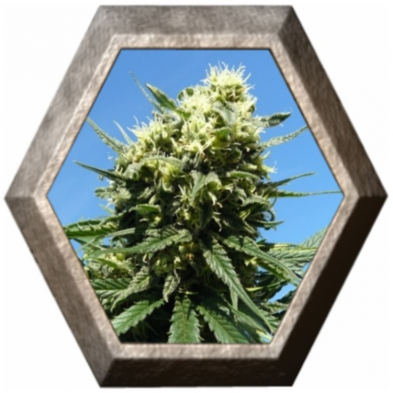 Northern Light 1 semilla Royal Queen Seeds ROYAL QUEEN SEEDS ROYAL QUEEN SEEDS