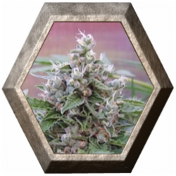 Northern Light Auto 1 semilla Royal Queen Seeds ROYAL QUEEN SEEDS ROYAL QUEEN SEEDS