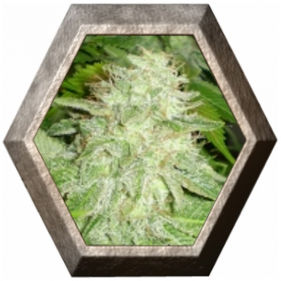 OG Kush 1 semilla Royal Queen Seeds ROYAL QUEEN SEEDS ROYAL QUEEN SEEDS