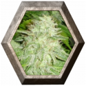 OG Kush 1 semilla Royal Queen Seeds