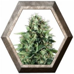 Power Flower 1 semilla Royal Queen Seeds ROYAL QUEEN SEEDS ROYAL QUEEN SEEDS