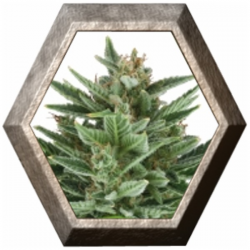 Quick One Auto 1 semilla Royal Queen Seeds ROYAL QUEEN SEEDS ROYAL QUEEN SEEDS