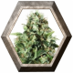 Royal AK 1 semilla Royal Queen Seeds ROYAL QUEEN SEEDS ROYAL QUEEN SEEDS