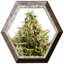 Royal Ak Auto 1 semilla Royal Queen Seeds ROYAL QUEEN SEEDS ROYAL QUEEN SEEDS