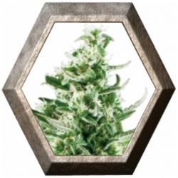 Royal Critical Auto 1 semilla Royal Queen Seeds ROYAL QUEEN SEEDS ROYAL QUEEN SEEDS