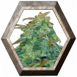 Royal Haze Auto 1 semilla Royal Queen Seeds ROYAL QUEEN SEEDS ROYAL QUEEN SEEDS