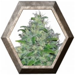 Skunk XL 1 semilla Royal Queen Seeds ROYAL QUEEN SEEDS ROYAL QUEEN SEEDS