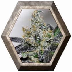 Sour Diesel 1 semilla Royal Queen Seeds ROYAL QUEEN SEEDS ROYAL QUEEN SEEDS