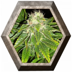 White Widow 1 semilla Royal Queen Seeds ROYAL QUEEN SEEDS ROYAL QUEEN SEEDS