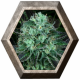 Darkstar 2 semillas TH Seeds TH SEEDS TH SEEDS