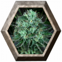 Darkstar 2 semillas TH Seeds