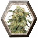 Pamir Gold 3 semillas Dutch Passion Seeds