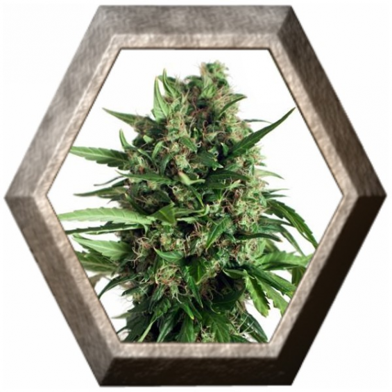 Auto Taiga 2 3 semillas Dutch Passion Seeds DUTCH PASSION SEEDS DUTCH PASSION SEEDS