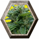 Ak Rapid Auto 1 semilla The Moon Seeds