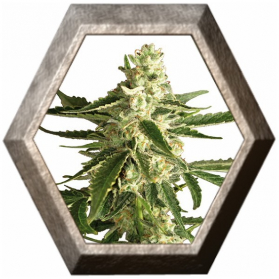 White Diesel Haze Auto 3 semillas White Label White Label WHITE LABEL