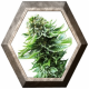 Northern Light Auto 3 semillas Sensi Seeds SENSI SEEDS SENSI SEEDS