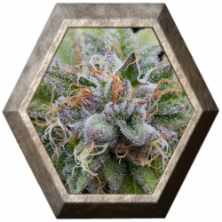 Bubba Kush 1 semilla Dinafen  DINAFEM DINAFEM SEEDS