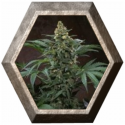 Bubblegum 2 semillas TH Seeds