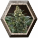 Bubblegum Auto 2 semillas TH Seeds TH SEEDS TH SEEDS