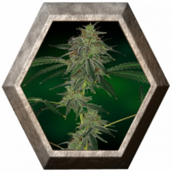 Blue Mammoth Auto 1 semilla Barney's Farm Seeds BARNEY´S FARM SEEDS  BARNEY´S FARM