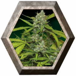 Sweet Tooth Auto 1 semilla Barney's Farm Seeds BARNEY´S FARM SEEDS  BARNEY´S FARM