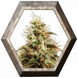 Royal Jack Auto 1 semilla Royal Queen Seeds ROYAL QUEEN SEEDS ROYAL QUEEN SEEDS