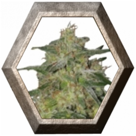 Royal Highness 1 semilla Royal Queen Seeds ROYAL QUEEN SEEDS ROYAL QUEEN SEEDS